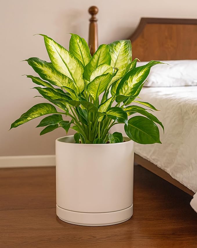 D'vine Dev 10 Inch Ceramic Planter Pot with Drainage Hole and Saucer, Indoor Cylinder Round Planter Pot, Oatmeal, 94-O-E-8