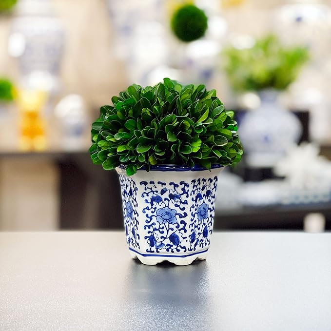 Galt International 7" Naturally Preserved Real Boxwood Ball in Hand-Painted Blue & White China Pot Planter Green Indoor Plant Home Decor (Small 7" Tall Topiary)