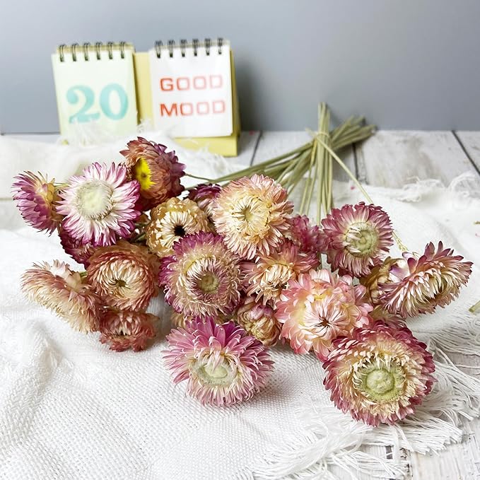 100% Natural Daisy Flowers, Dried Flower Bouquets-30Pcs Pink Daisies Chrysanthemums, 17 Inch Arrangements for Vase, Home Decoration Photo Props Parties and Weddings-Daisy Pink