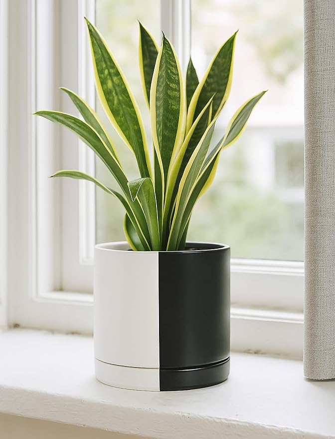 D'vine Dev 8.2 Inch Ceramic Planter Pot with Drainage Hole and Saucer, Indoor Cylinder Round Planter Pot, Split Monochrome Black & White, 94-O-D-0