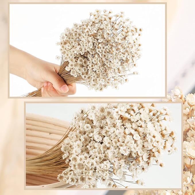 500 Pcs Natural Dry Flowers Mini Chamomile Small Star Daisy Dried Flowers Decorative White Daisy Bouquet for Wedding Vase Arrangements Decorations