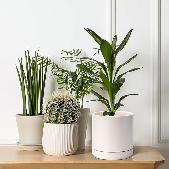 D'vine Dev Set of 2 Plants Pots, 6.5 Inch Ceramic Planter Pot for Plants with Drainage Hole and Saucer, Oatmeal, 94-V-C-8