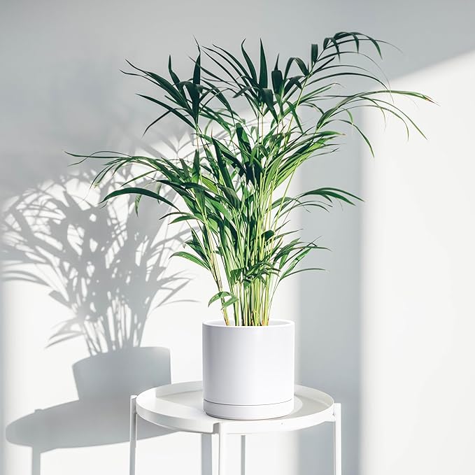 D'vine Dev Set of 2 Plants Pots, 8.2 Inch Ceramic Planter Pot for Plants with Drainage Hole and Saucer, White, 94-V-D-1