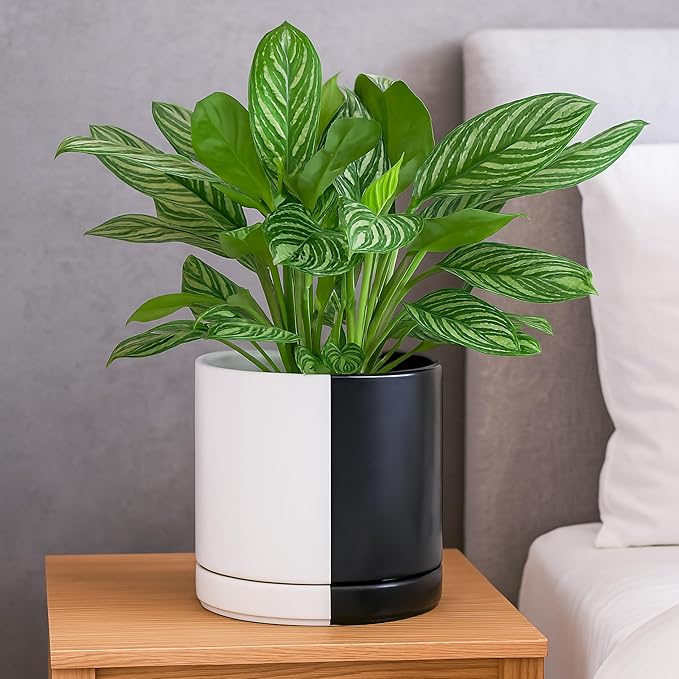 D'vine Dev 8.2 Inch Ceramic Planter Pot with Drainage Hole and Saucer, Indoor Cylinder Round Planter Pot, Split Monochrome Black & White, 94-O-D-0