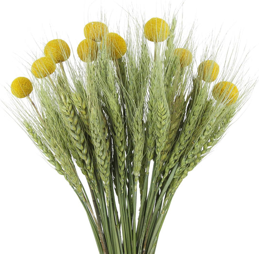 CISDUEO 60 Pcs Dried Wheat Stalks Bundle Natural Dried Flowers Craspedia Billy Balls Flowers Billy Buttons Dried Floral Bouquet Arrangements for Wedding Party Table Centerpiece Decor Farmhouse DIY
