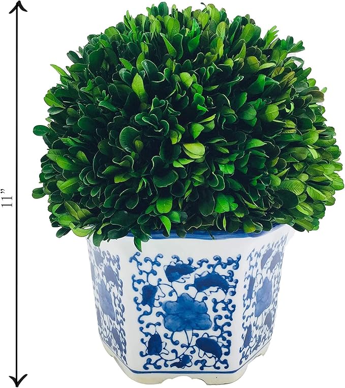 Galt International 11" Naturally Preserved Real Boxwood Ball in Hand-Painted Blue & White China Pot Planter Green Indoor Plant Home Decor (11" Tall Topiary)