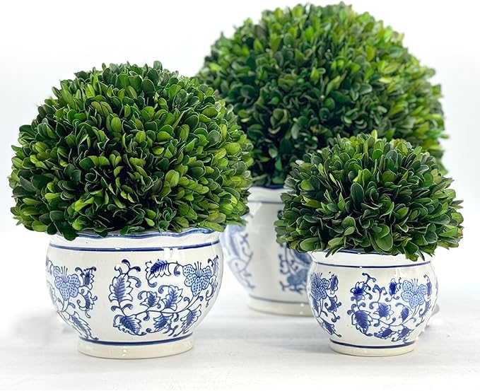 Galt International 11" Naturally Preserved Real Boxwood Ball in Hand-Painted Round Bulb Blue & White China Pot Planter Green Indoor Plant Home Decor (11" Topiary)