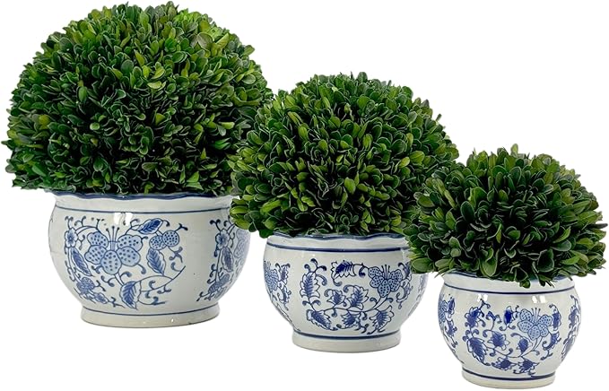 Galt International 7" Naturally Preserved Real Boxwood Ball in Hand-Painted Blue & White Round Bulb China Pot Planter Green Indoor Plant Home Decor (Small 7" Tall Topiary)