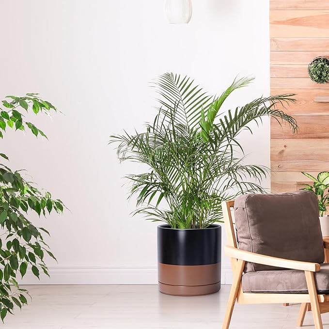 D'vine Dev 10 Inch, Ceramic Planter Pot with Drainage Hole and Saucer, Indoor Cylinder Round Planter Pot, Black/Speckled Tan, 94-O-E-7