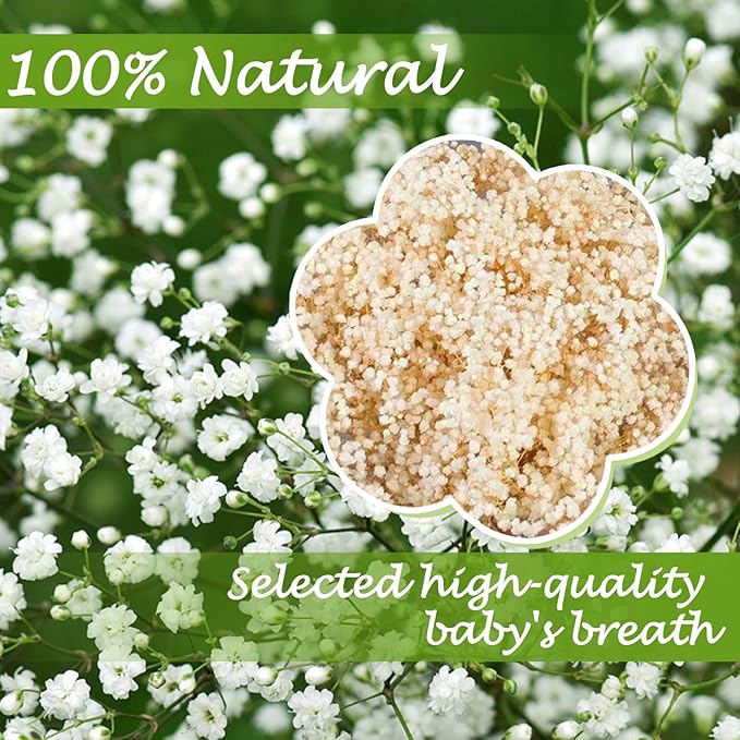 4000+ Dried Babys Breath Flowers Bulk - 17" Ivory White Dried Flower Bouquet, Real Natural Gypsophila Branches for Vase Filler, Wedding, Table Centerpiece, Home Decor, DIY Wreath Floral, Crafts