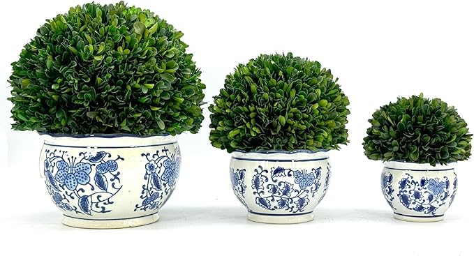 Galt International 11" Naturally Preserved Real Boxwood Ball in Hand-Painted Round Bulb Blue & White China Pot Planter Green Indoor Plant Home Decor (11" Topiary)