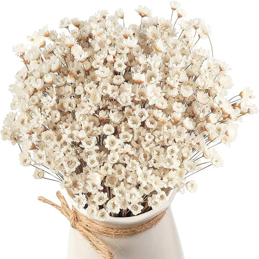 500 Pcs Natural Dry Flowers Mini Chamomile Small Star Daisy Dried Flowers Decorative White Daisy Bouquet for Wedding Vase Arrangements Decorations