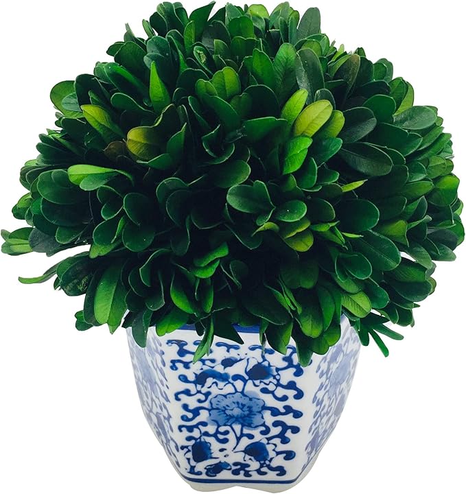 Galt International 7" Naturally Preserved Real Boxwood Ball in Hand-Painted Blue & White China Pot Planter Green Indoor Plant Home Decor (Small 7" Tall Topiary)