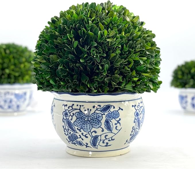 Galt International 11" Naturally Preserved Real Boxwood Ball in Hand-Painted Round Bulb Blue & White China Pot Planter Green Indoor Plant Home Decor (11" Topiary)