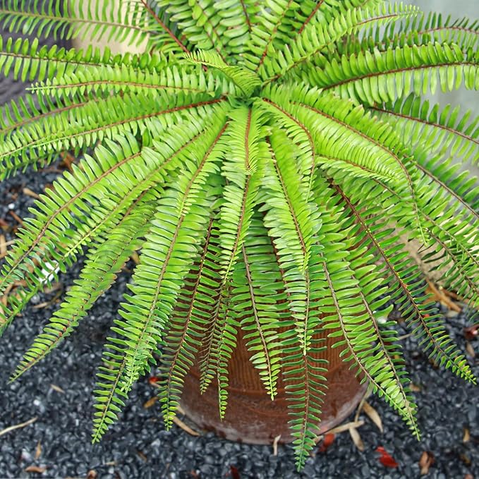 Velener 36 Inch Artificial Boston Fern Large Hanging Plant, Fake Fern Plants Bush Indoor for Home Decor, Faux Plants Outdoor, Garden, Office, Garden Decoration(Green)