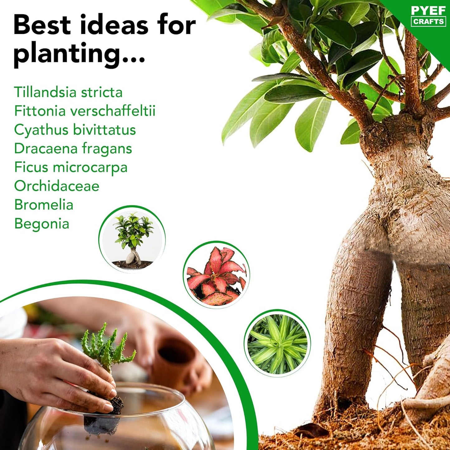 DIY Terrarium Kit for Adults – Build Your Own Self‑Sustaining Closed Ecosystem – 34 fl oz (1‑Liter) Glass Terrarium – Succulents, Air Plants, Fittonia, Fern – Plants Not Included