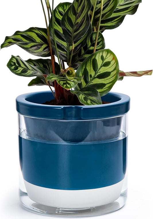 D'vine Dev 8 Inch Design Self Watering Planter for Indoor Plants, Blue Terracotta Pot with Cylinder Glass Cup, 37-X-C-4