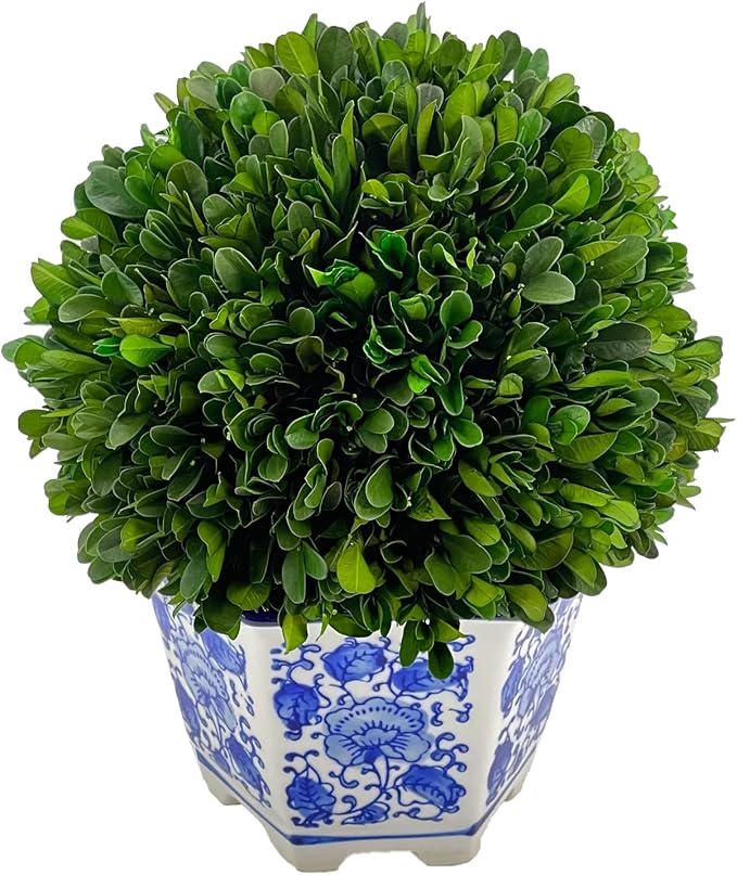 Galt International 9.5" Naturally Preserved Real Boxwood Ball in Hand-Painted Blue & White China Pot Planter Green Indoor Plant Home Decor (9.5" Tall Topiary)