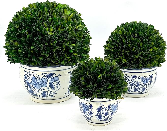 Galt International 9.5" Naturally Preserved Real Boxwood Ball in Hand-Painted Round Bulb Blue & White China Pot Planter Green Indoor Plant Home Decor (9.5" Tall Topiary)
