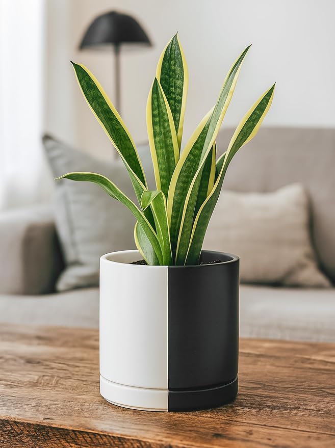 D'vine Dev 8.2 Inch Ceramic Planter Pot with Drainage Hole and Saucer, Indoor Cylinder Round Planter Pot, Split Monochrome Black & White, 94-O-D-0