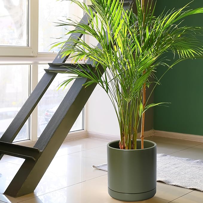 D'vine Dev 10 Inch Ceramic Planter Pot with Drainage Hole and Saucer, Indoor Cylinder Round Planter Pot, Olive, 94-O-E-J