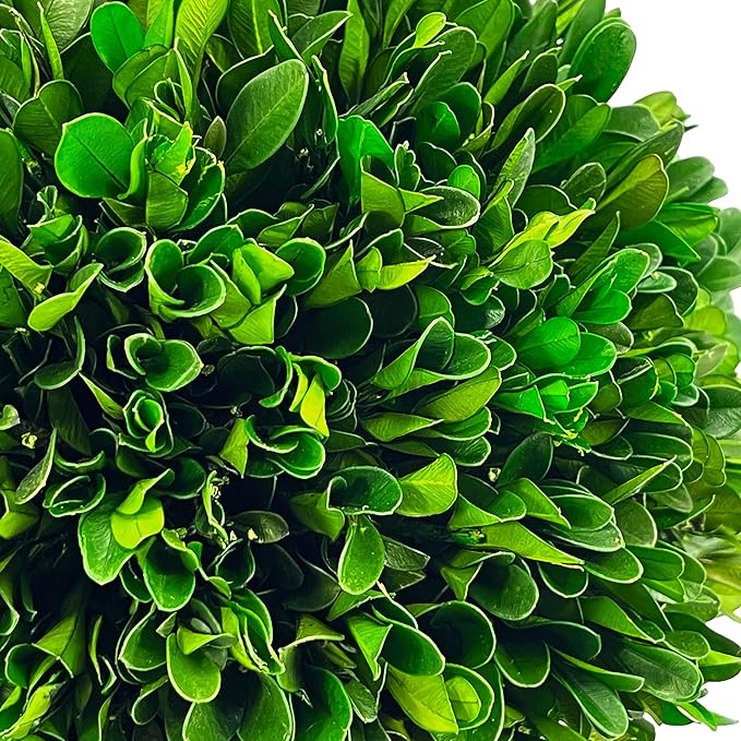 Galt International 7" Naturally Preserved Real Boxwood Ball in Hand-Painted Blue & White Round Bulb China Pot Planter Green Indoor Plant Home Decor (Small 7" Tall Topiary)