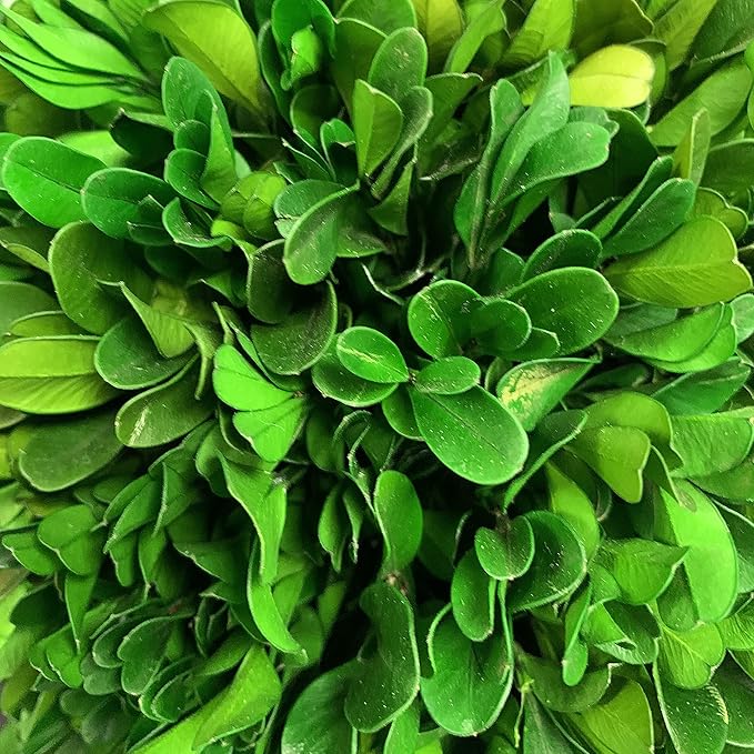 Galt International 11" Naturally Preserved Real Boxwood Ball in Hand-Painted Blue & White China Pot Planter Green Indoor Plant Home Decor (11" Tall Topiary)