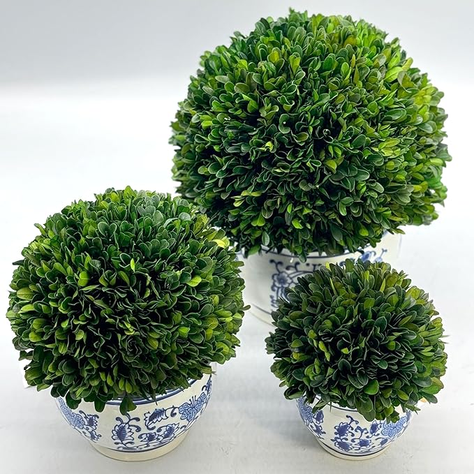 Galt International 11" Naturally Preserved Real Boxwood Ball in Hand-Painted Round Bulb Blue & White China Pot Planter Green Indoor Plant Home Decor (11" Topiary)