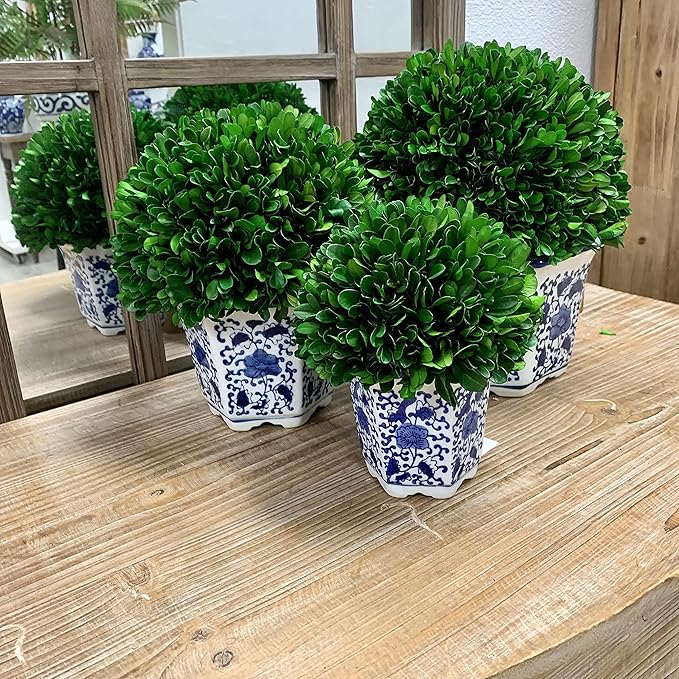 Galt International 11" Naturally Preserved Real Boxwood Ball in Hand-Painted Blue & White China Pot Planter Green Indoor Plant Home Decor (11" Tall Topiary)