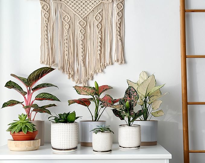 D'vine Dev 4 Inch Ceramic Beaded Stoneware Planter Pot - Flower Pot with Drainage Holes and Saucers for Indoor Succulent Plants or Flowers, Smoked White, 27-C-Z-1