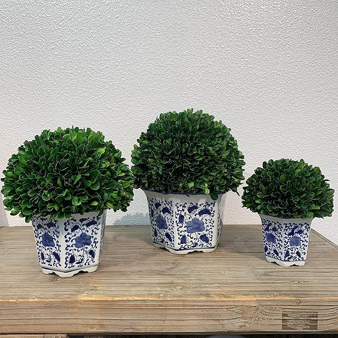Galt International 9.5" Naturally Preserved Real Boxwood Ball in Hand-Painted Blue & White China Pot Planter Green Indoor Plant Home Decor (9.5" Tall Topiary)