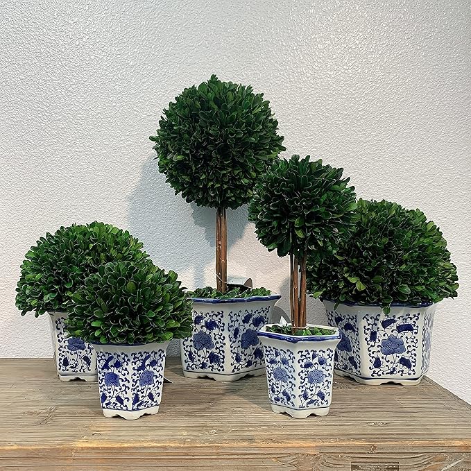 Galt International 11" Naturally Preserved Real Boxwood Ball in Hand-Painted Blue & White China Pot Planter Green Indoor Plant Home Decor (11" Tall Topiary)