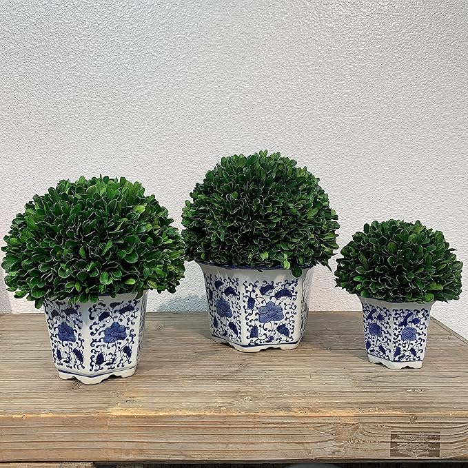 Galt International 11" Naturally Preserved Real Boxwood Ball in Hand-Painted Blue & White China Pot Planter Green Indoor Plant Home Decor (11" Tall Topiary)